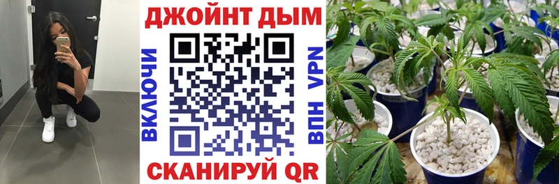 Купить  Губаха  Бошки марихуана OG Kush 